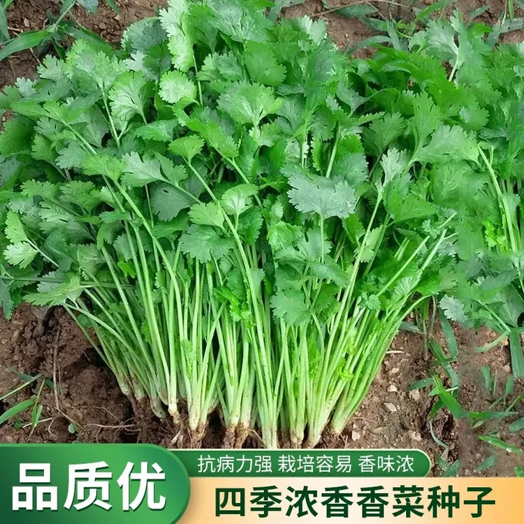 四季香菜种子阳台室内花卉盆栽庭院蔬菜种子四季种植香菜籽种子