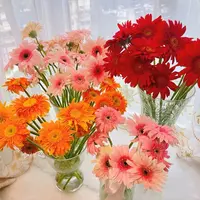 100支非洲菊鲜花 花期长  云南直发已发货不支持仅退款