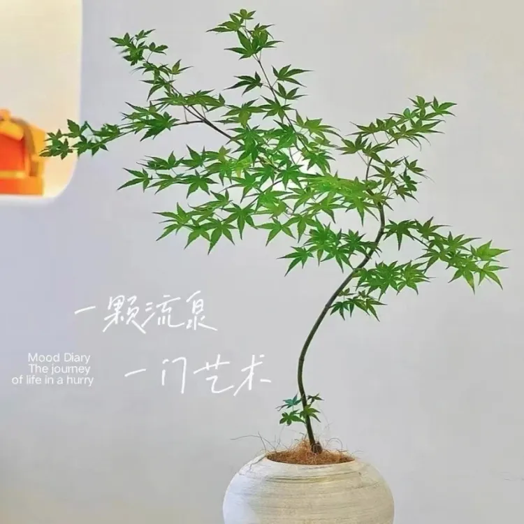 流泉枫盆栽室内观叶造型好养易活办公室前台绿植网红植物一拍一物
