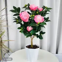 B带花盆带花苞四季浓香型香妃茶花盆栽室内外好养绿植