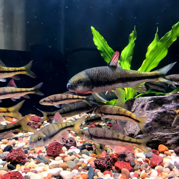 溪流鱼红腹溪石斑溪流缸观赏溪流鱼原生鱼光唇鱼小型观赏鱼