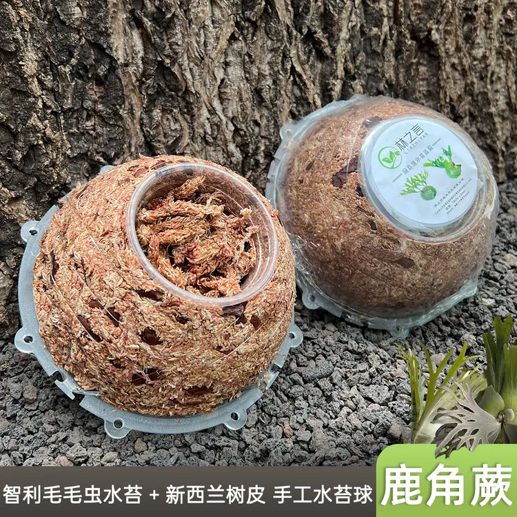 鹿角蕨水苔球种植专用土七星毛毛虫水苔挂板模具蕨类植物上板套装