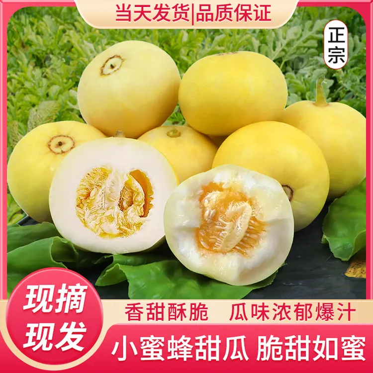 坏果包赔山东小蜜蜂甜瓜糖心脆甜多汁自然成熟新鲜水果星甜20