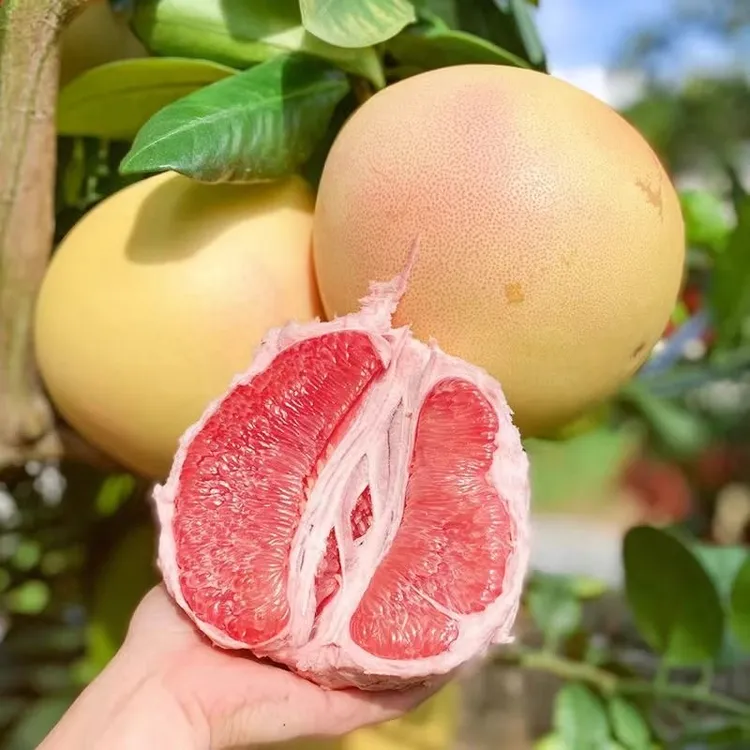 【红心柚】平和琯溪红肉蜜柚新鲜采摘皮薄肉厚红心柚坏果包邮1014