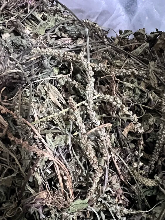 【蛟哥土特产】永嘉高山车前草