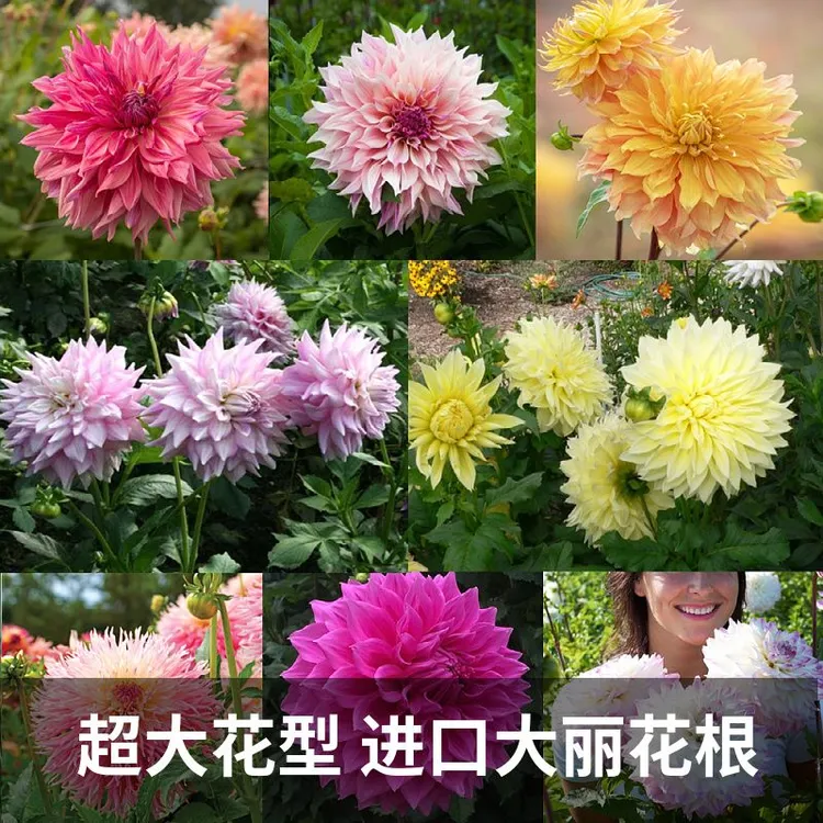 纯进口一大串大丽花种球地瓜花种球对版易活繁殖快花期长多年生