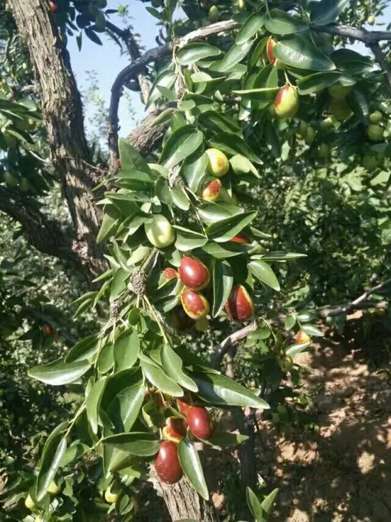 运城2025头茬鸡心枣新鲜采摘脆甜爽口果肉饱满生吃脆甜蒸吃软糯香