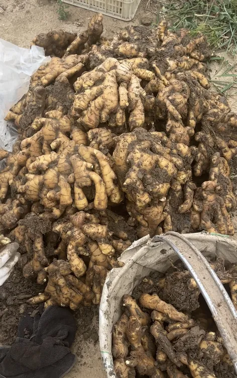 完整大片姜  现挖现发自家种植健康泥姜