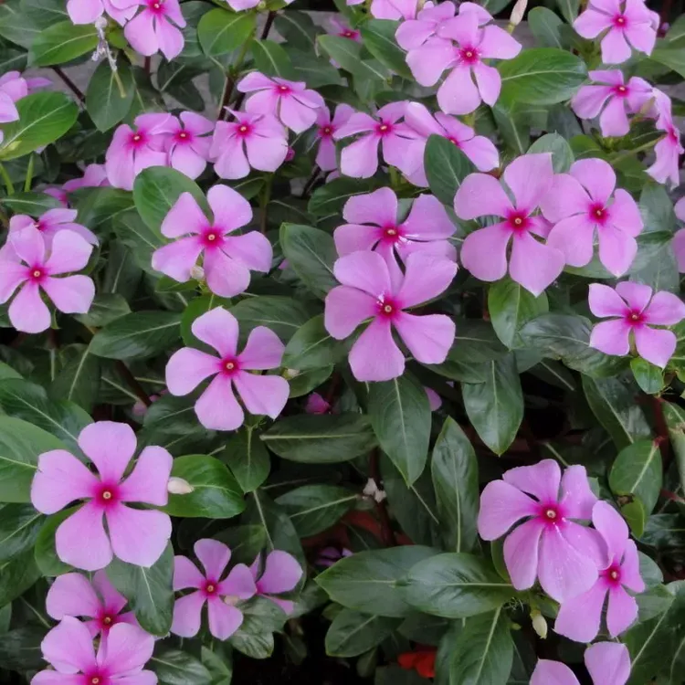 长春花种子100粒种子كۈندە باھار ئۇرۇقى 