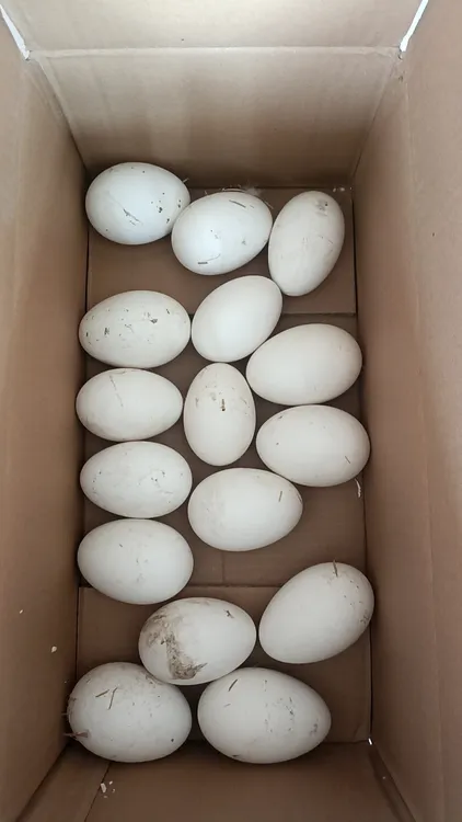 农家散养土鹅蛋新鲜现捡现发营养丰富包邮