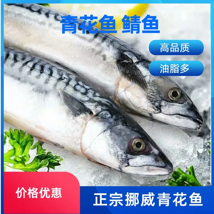 挪威青花鱼进口鲜嫩青花鱼鲭鱼整条青花鱼无冰青花鱼挪威青花鱼