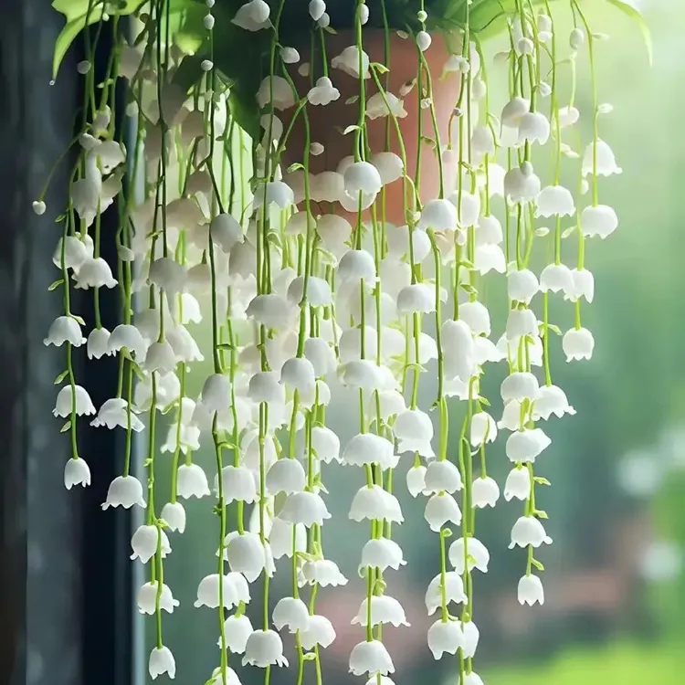 四季开花进口荷兰香水铃兰花盆栽种球花苗阳台花卉种根苗室内易活