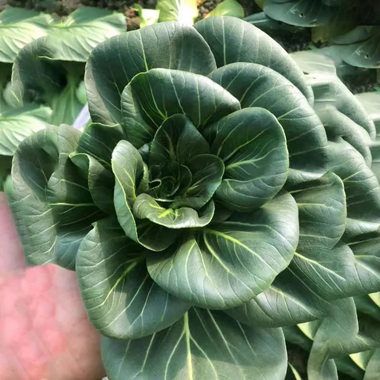 【下单发3包】黑大头苏州青上海青青梗菜种子黑叶油菜阳台盆栽耐寒