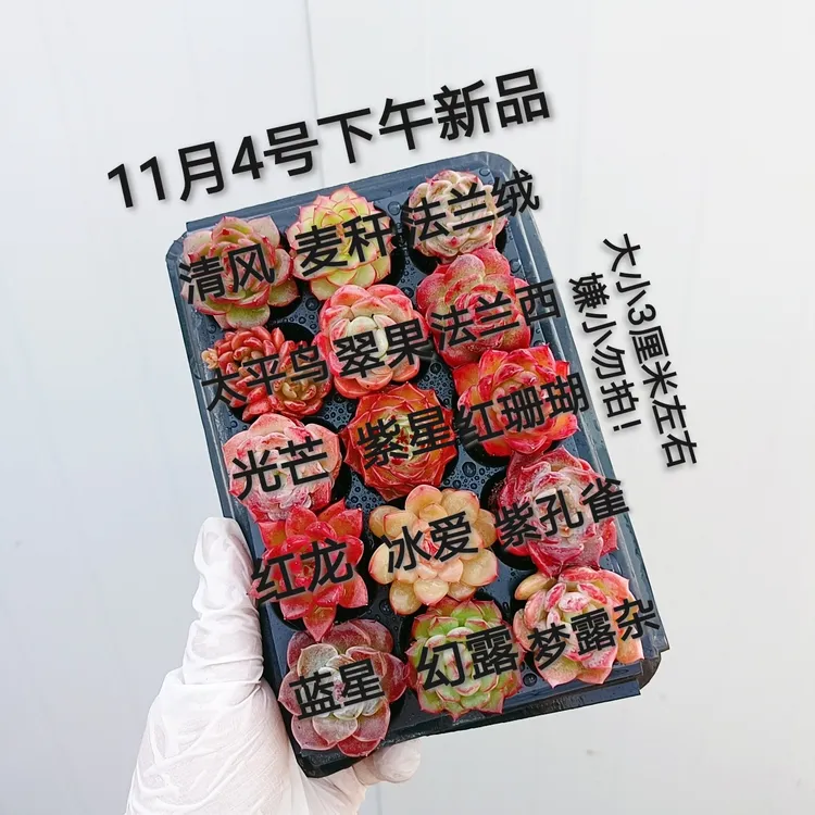 15颗不同品种多肉套餐组合大小3厘米左右（嫌小勿拍）带穴盘栽好发