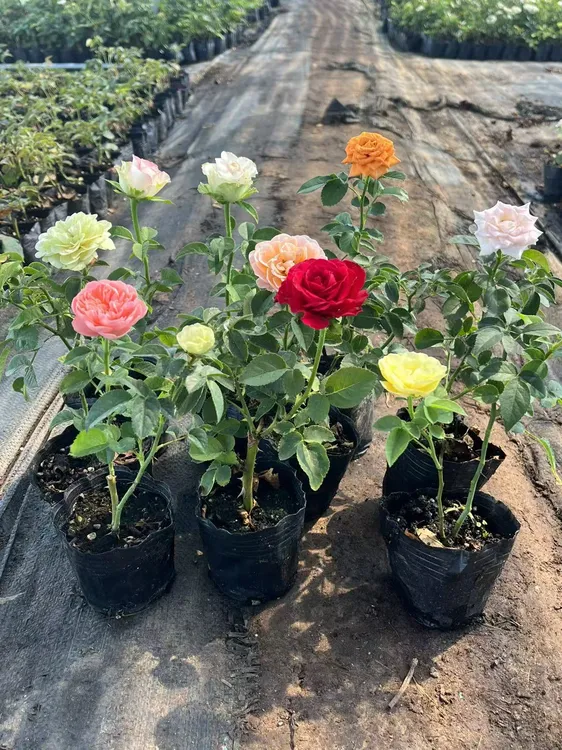 【拍一发三】月季小苗盆栽花卉阳台庭院花卉绿植四季循环开花