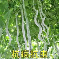 【满五包包邮】蛇豆种子蛇瓜种子蛇形长豆角春秋播泡沫四季庭院菜