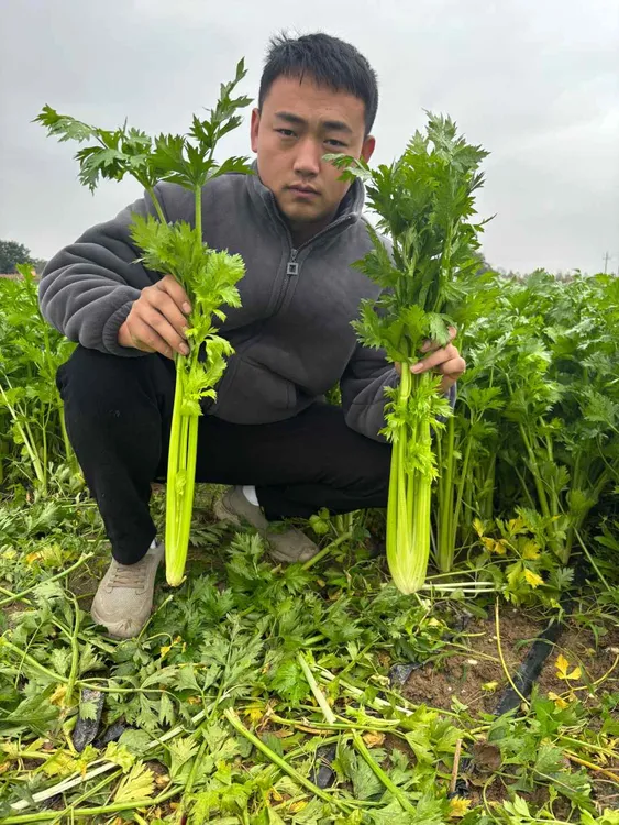 新鲜带叶西芹，可榨汁西芹，当天采摘当天发货