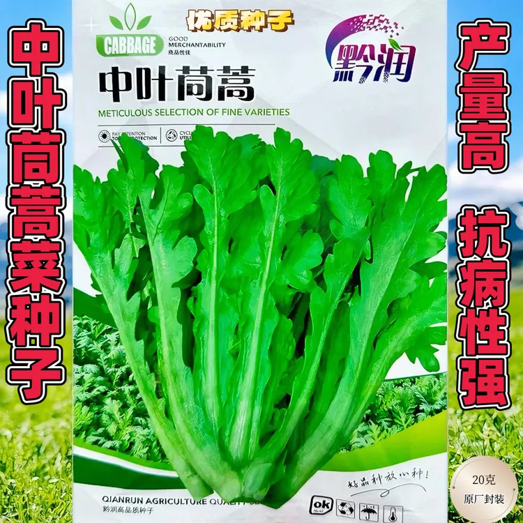 中叶茼蒿菜种子四季耐寒花叶菊花菜速生皇帝菜同茼蒿菜种籽蔬菜孑