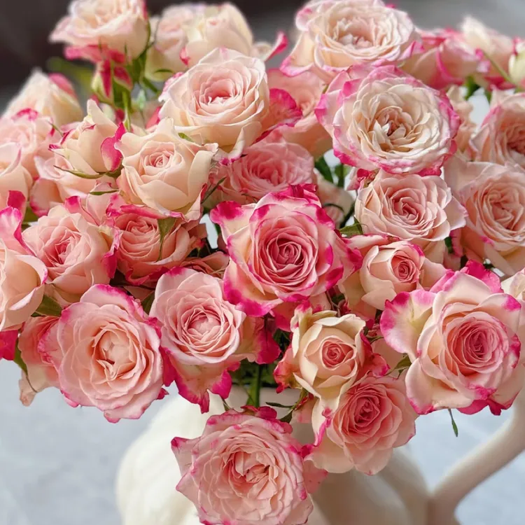 折射多头泡泡玫瑰多头玫瑰玫瑰花云南鲜花官宣基地直发可升级冷链