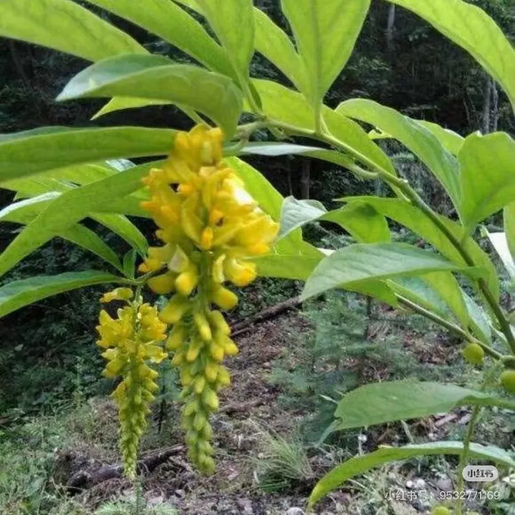 中草药黄花倒水莲观音串树苗黄花种苗庭院阳台绿植盆栽喜阴