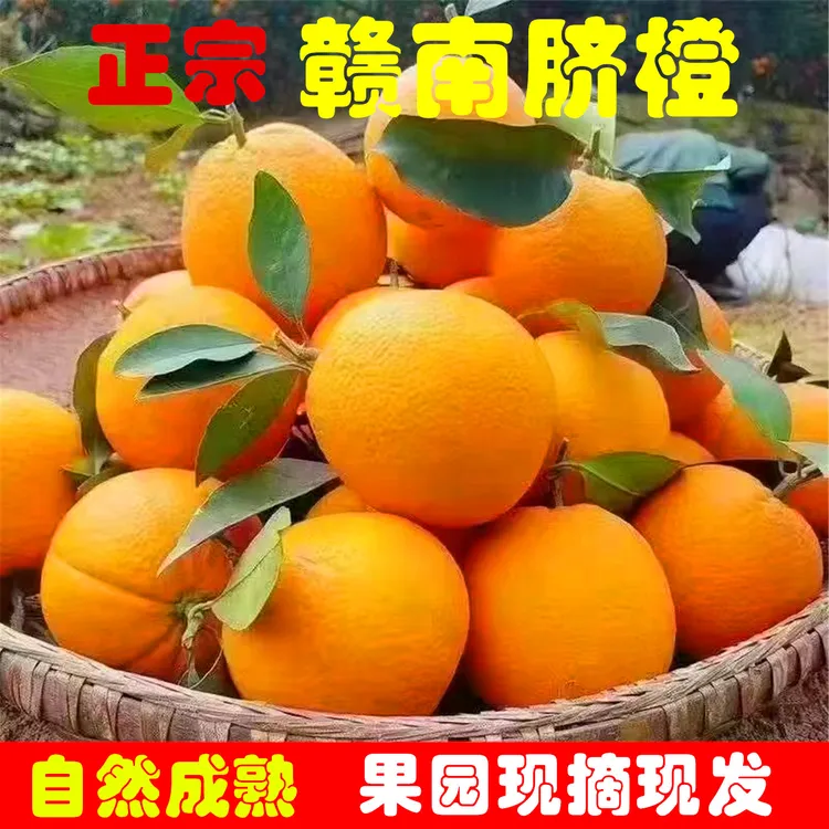 正宗赣南脐橙现摘薄皮多汁自然成熟新鲜水果产地直发
