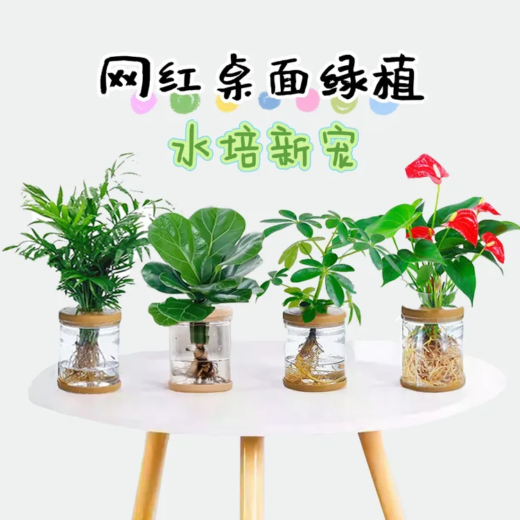 【买三送一】水培发财树文竹金钻室内高级感绿植盆栽桌面喜阴水养