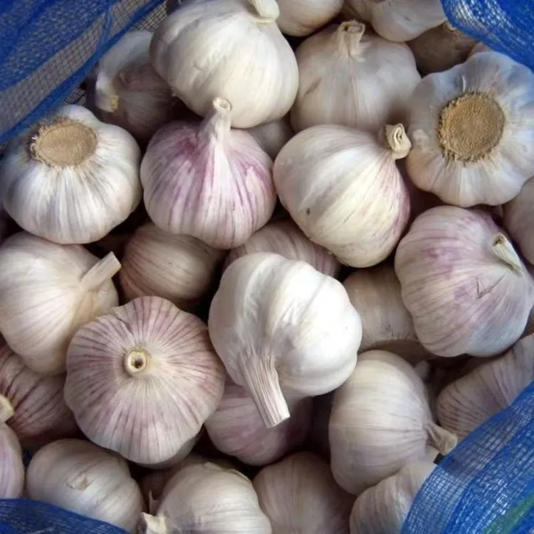 2025年新干蒜5斤河南紫白皮干蒜大蒜头500g起新鲜大蒜种子