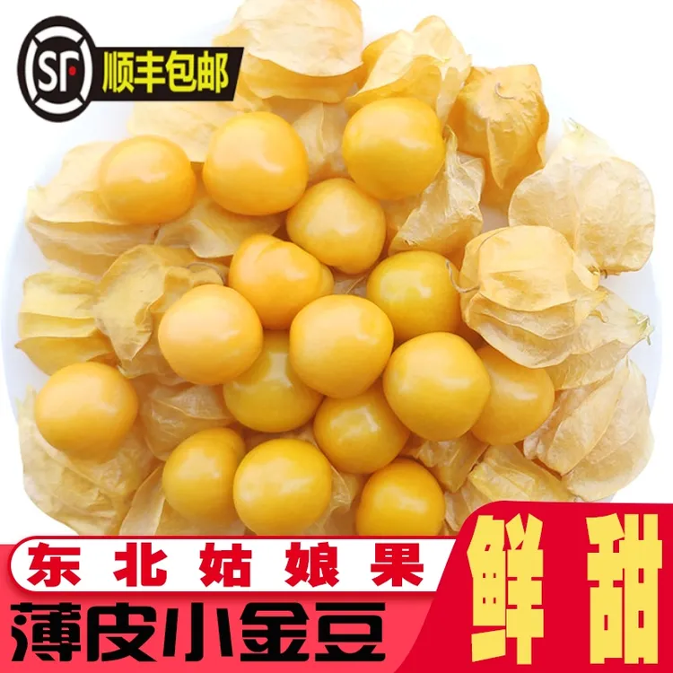 【顺丰小金豆老品种】东北姑娘果菇娘果春季水果甜菇娘灯笼果黄金莓