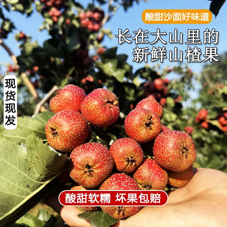 山东新鲜大金星山楂水果山里红果子冰糖葫芦专用开胃果泡酒