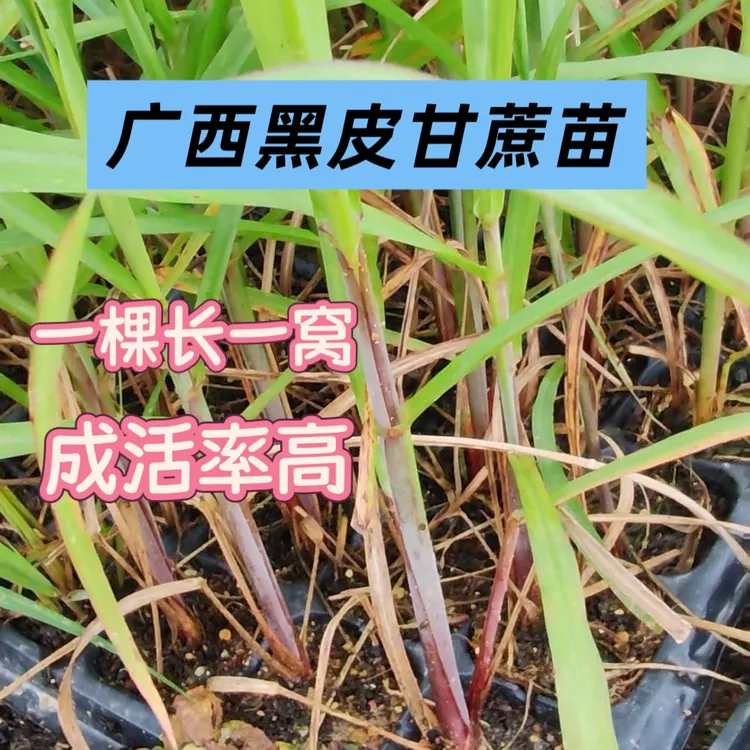 甘蔗组培苗带土带叶发一棵长一窝盆栽地栽