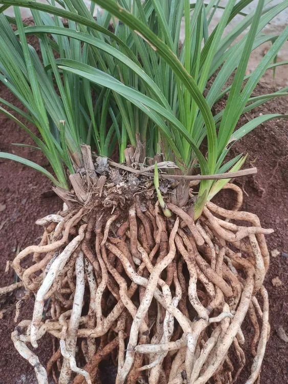 春日雅物书房.办公、品茶、卧室里的兰香，中式生活静心时光送礼体面