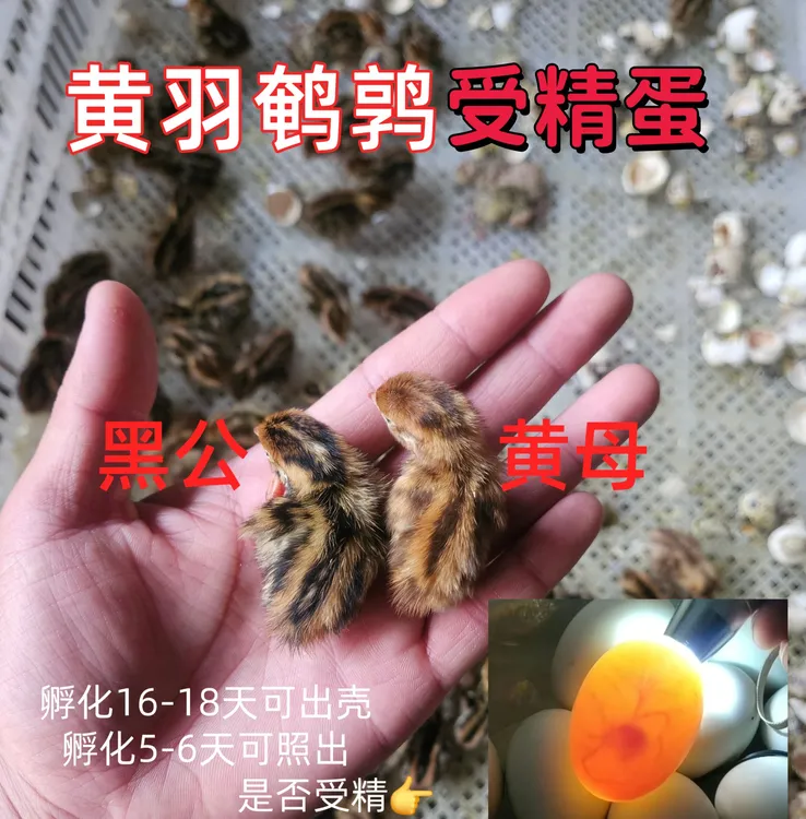 【种蛋受精蛋】网红小鸡黄羽鹌鹑种蛋可孵化小鹌鹑16-18天出壳