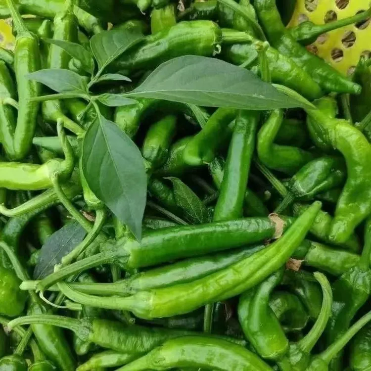 樟树港辣椒种子  阳台小院盆栽种植易种