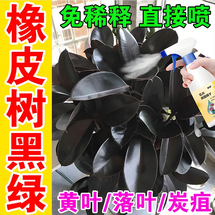 橡皮树营养液专用除菌剂黑金刚黄叶下垂黑斑霜霉炭疽根腐锈病肥料