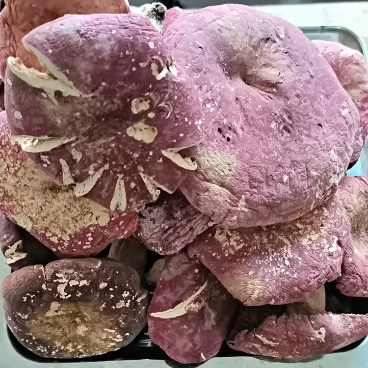 伏牛山野生红菇煲汤炒菜美味滋补佳品