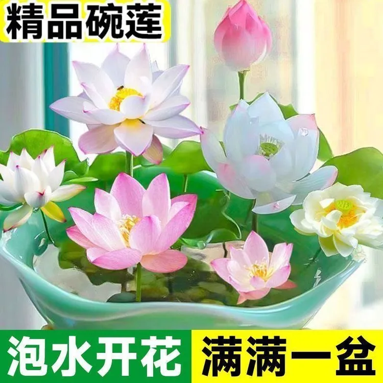 碗莲种四季开花水培水养绿植物睡莲荷花无土盆栽花卉