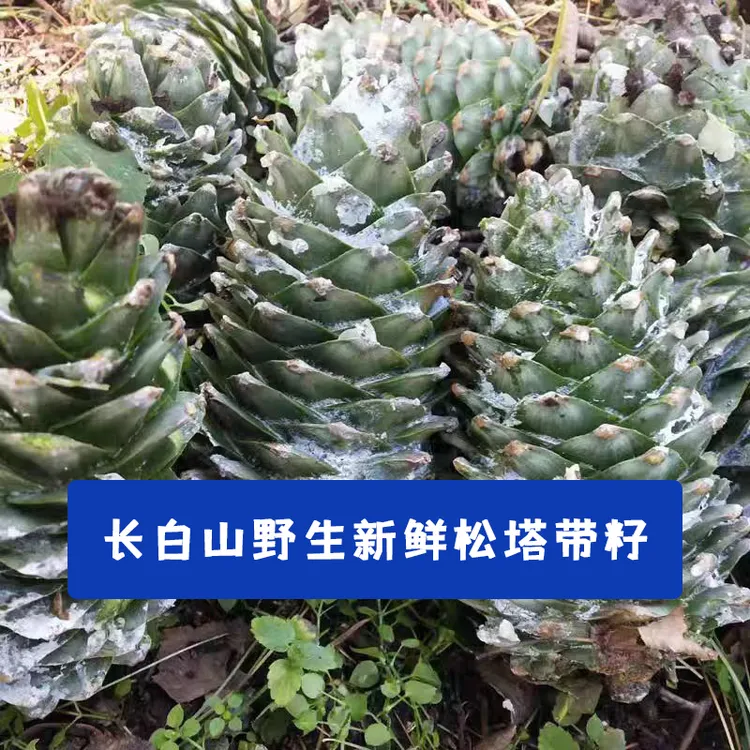 2025年长白山天然红松林-新鲜松塔
