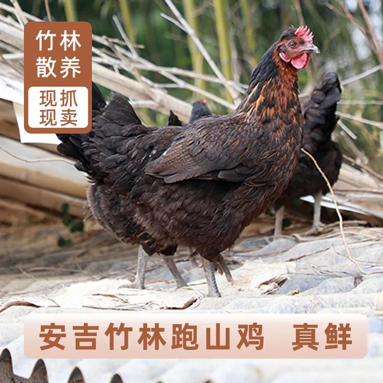 400天慢养全粮老母鸡土鸡散安吉竹林跑山鸡整鸡现杀现发
