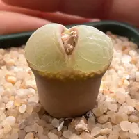 316。棚主自留纽扣窗粉女母本