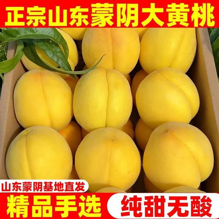 【头茬锦绣黄桃】山东蒙阴正宗黄金一号毛桃新鲜应季水果黄桃蟠桃