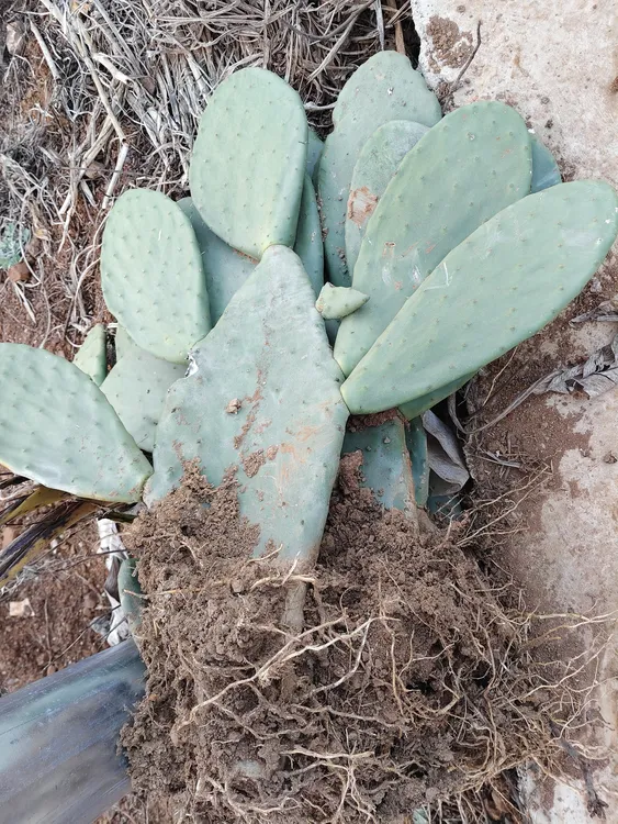 米邦塔仙人掌食用药用美容多肉网红食材内服外敷绿植盆栽