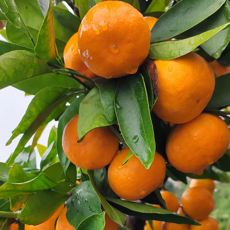 【京东上门】1东稻果园蜜桔新鲜无籽鲜甜多汁橘子蜜橘湖北宜昌桔子
