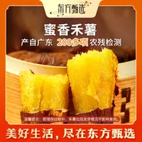 东方甄选自营蜜香禾薯饱满香甜蔬菜 坏果包赔顺丰3/4.5斤装