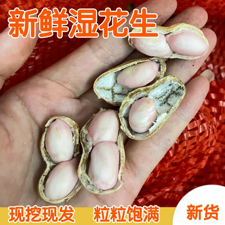 新鲜现挖带壳湿花生可生吃可水煮农家自种粉皮花生当季新鲜花生