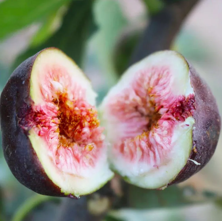 【无花果种子】四季种植阳台庭院种植