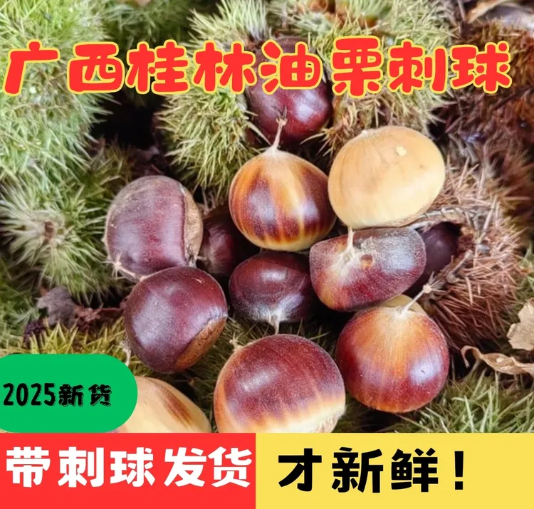 广西桂林高山中熟板栗新鲜带刺球现摘现发  粉糯香甜 