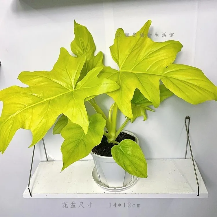 瓦塞维奇蔓绿绒撕裂春羽黄金春羽赛洛姆瓦萨维奇热带稀有植物盆栽