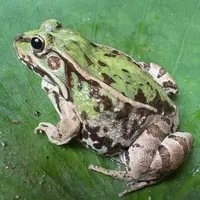 【鲜活大蛙】衡阳稻田蛙青蛙生态稻田养殖活体发货非牛蛙