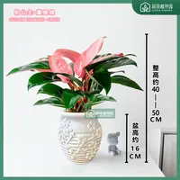 粉钻粉公主蔓绿绒室内耐阴盆栽客厅办公室除甲醛四季绿植40-50CM
