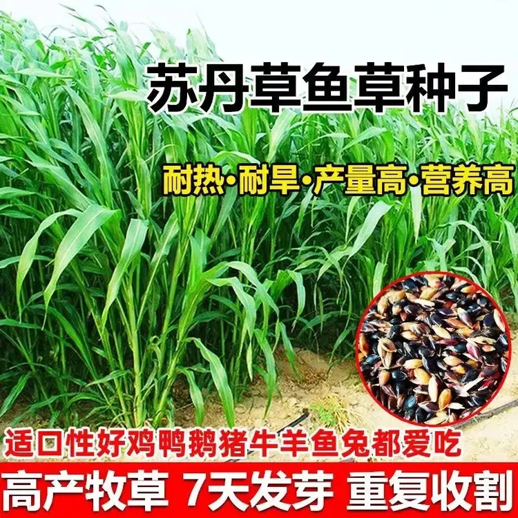 进口苏丹王草籽种籽养殖牛羊鸡鸭牛羊鱼高产牧草四季草种子鱼草